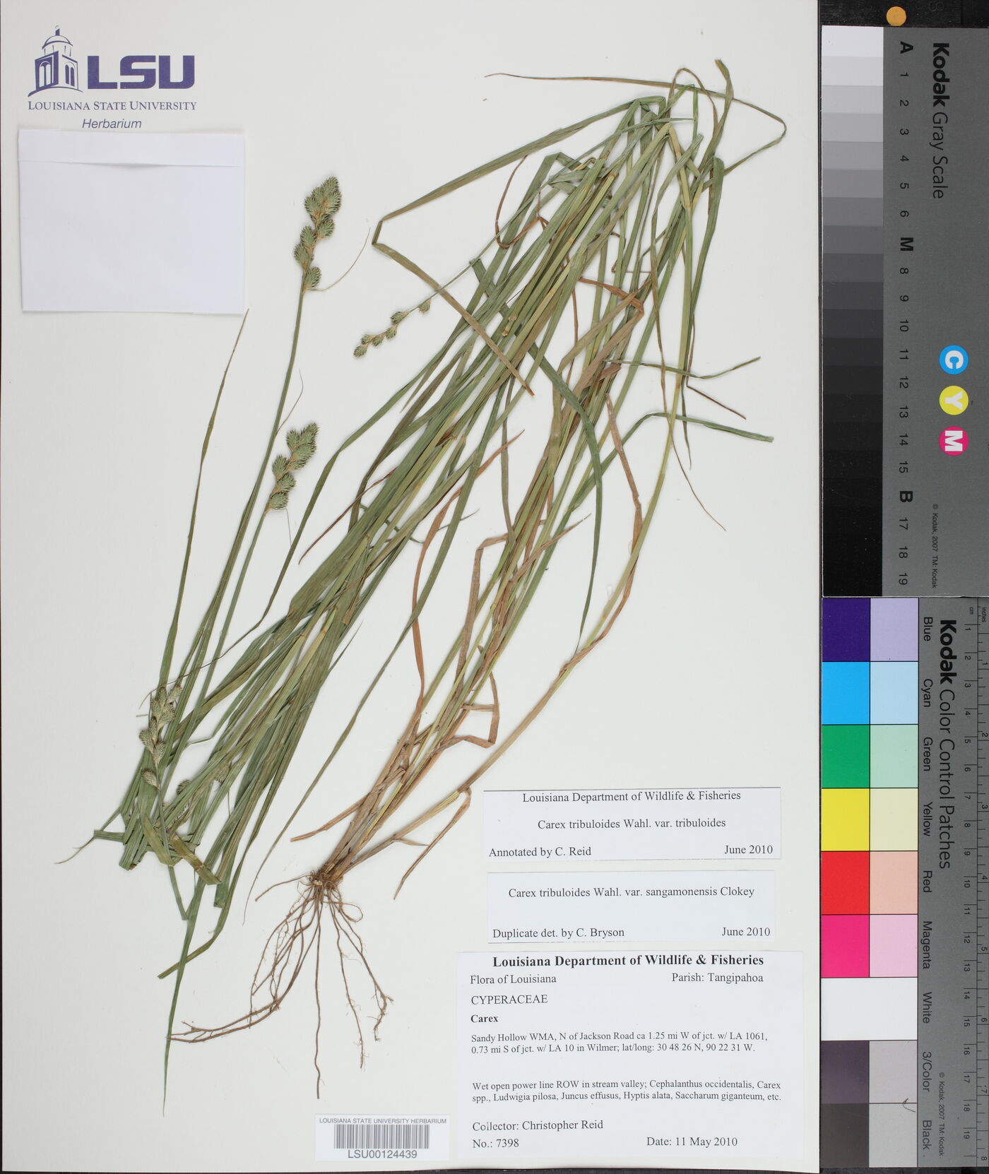 Carex tribuloides var. sangamonensis image