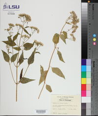 Ageratina altissima var. altissima image