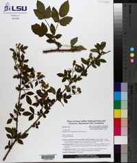 Rubus argutus image