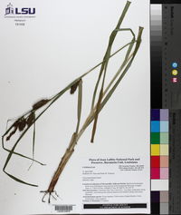 Carex hyalinolepis image