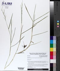 Panicum repens image