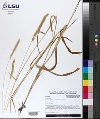 Phalaris angusta image