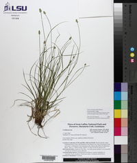 Carex leavenworthii image