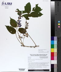 Wisteria sinensis image