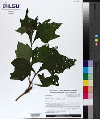 Smallanthus uvedalius image