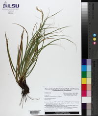 Carex cherokeensis image