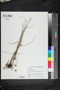 Cyperus grayioides image