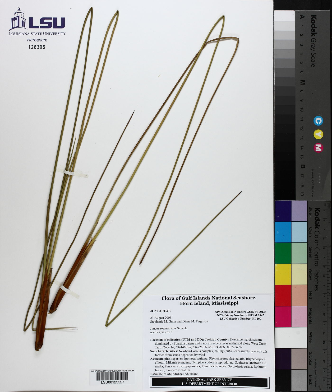 Juncus roemerianus image