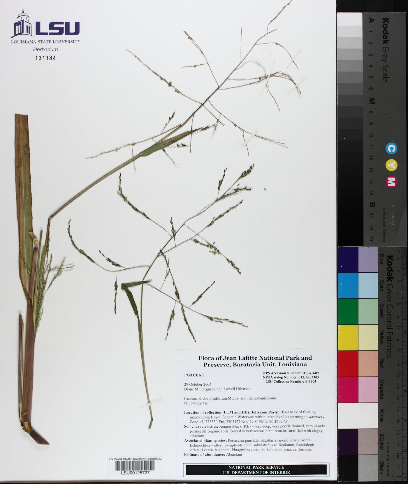 Panicum dichotomiflorum var. dichotomiflorum image