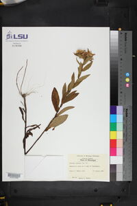 Pluchea foetida image