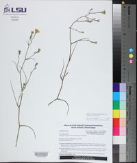 Symphyotrichum tenuifolium var. tenuifolium image