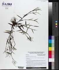 Dichanthelium portoricense subsp. portoricense image
