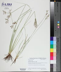 Fimbristylis miliacea image