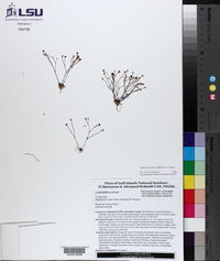Stipulicida setacea var. setacea image