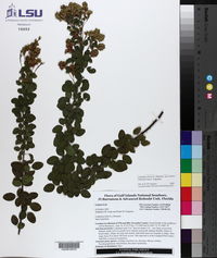 Lespedeza hirta subsp. curtissii image