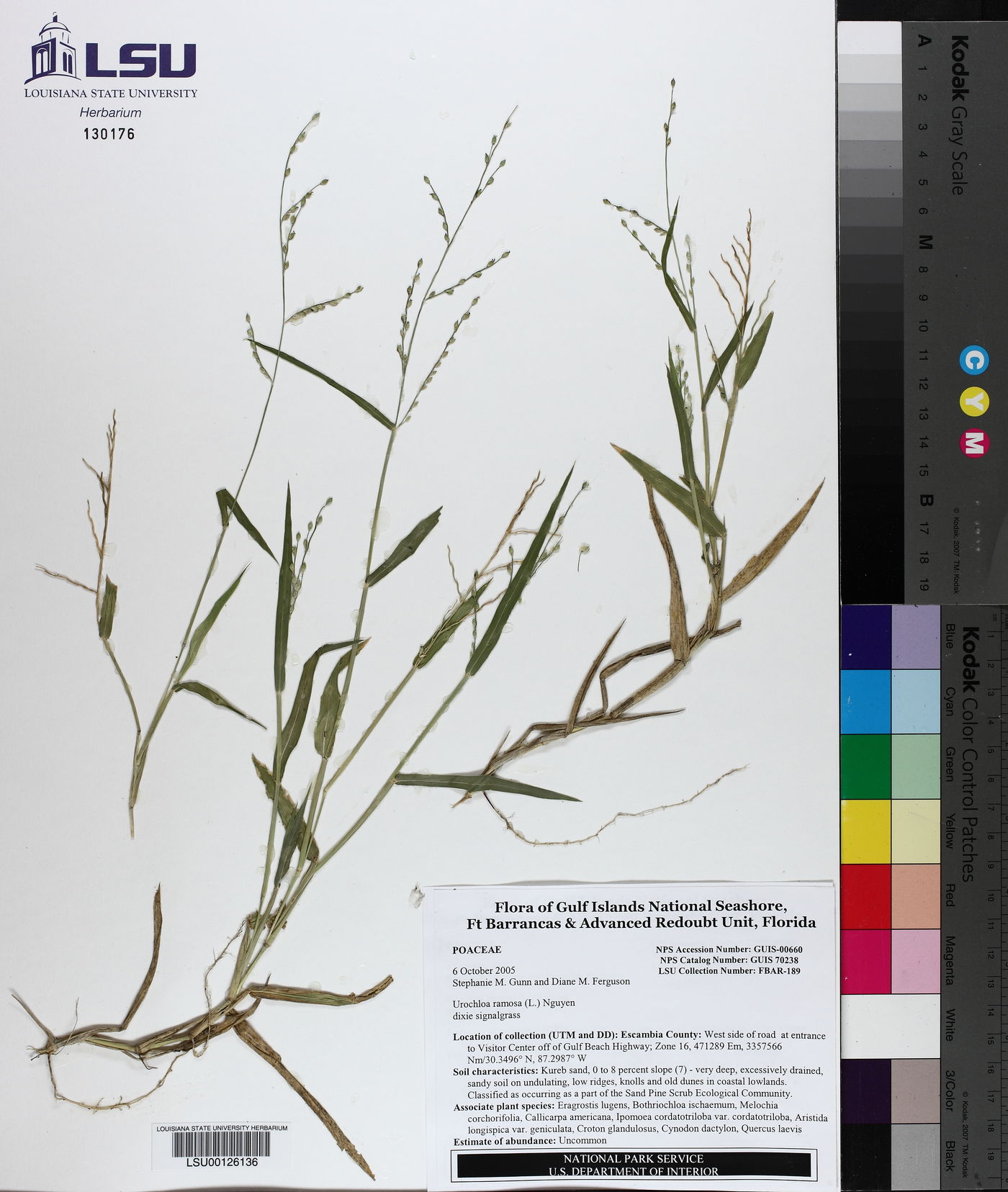 Urochloa ramosa image