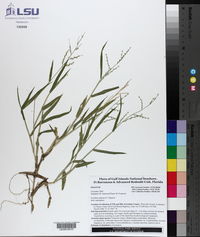 Urochloa ramosa image