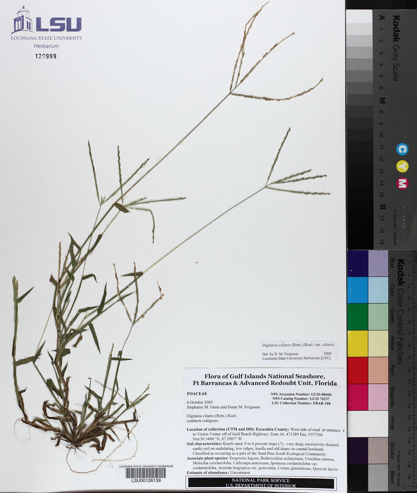 Digitaria ciliaris var. ciliaris image
