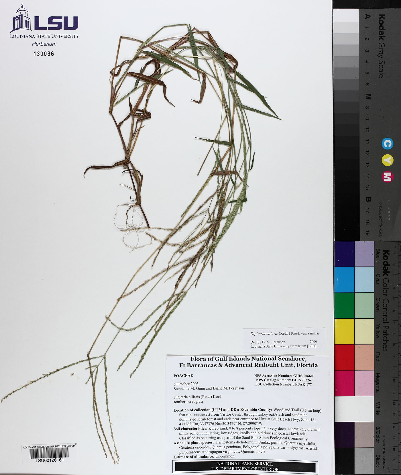 Digitaria ciliaris var. ciliaris image