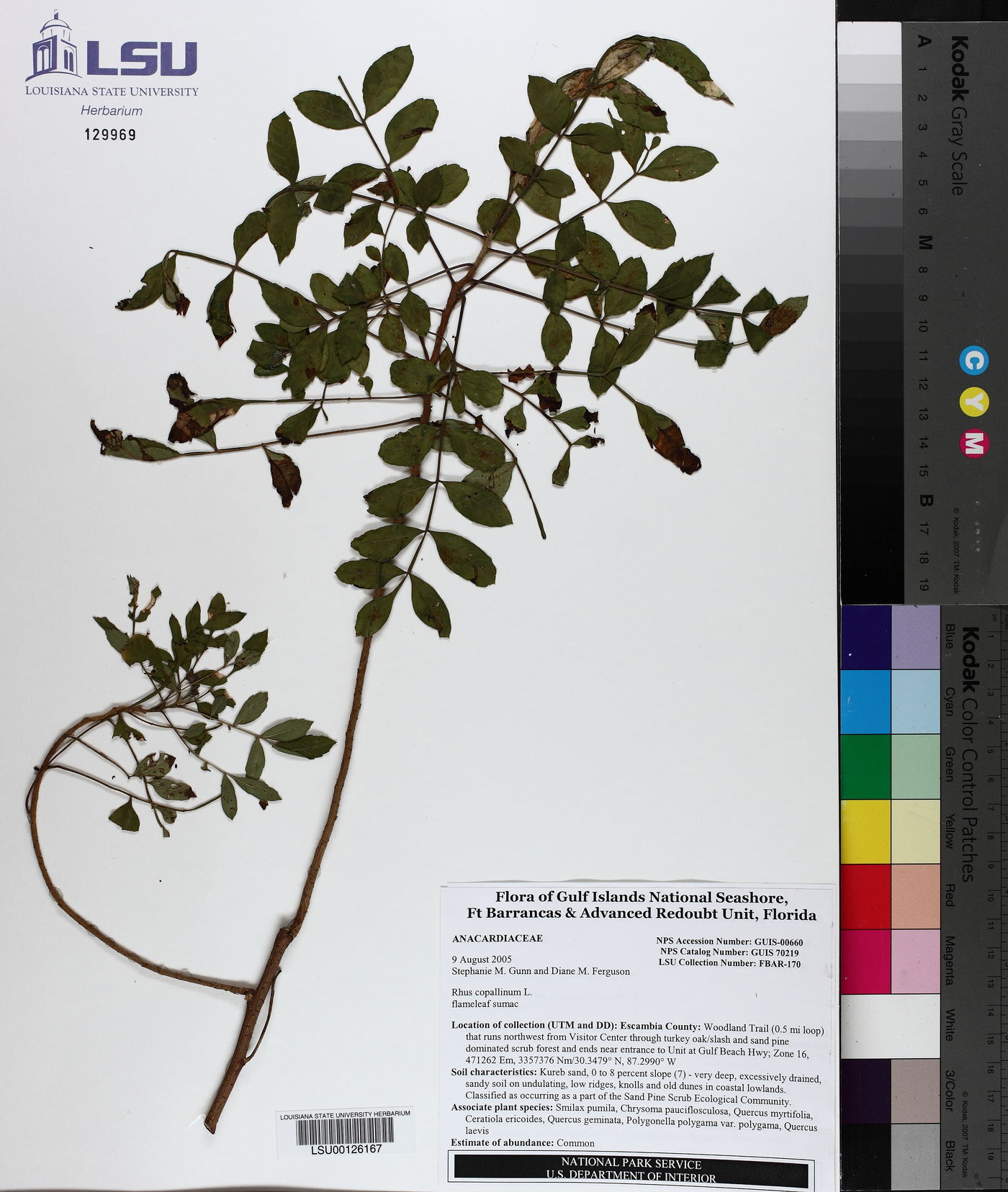 Rhus copallinum image