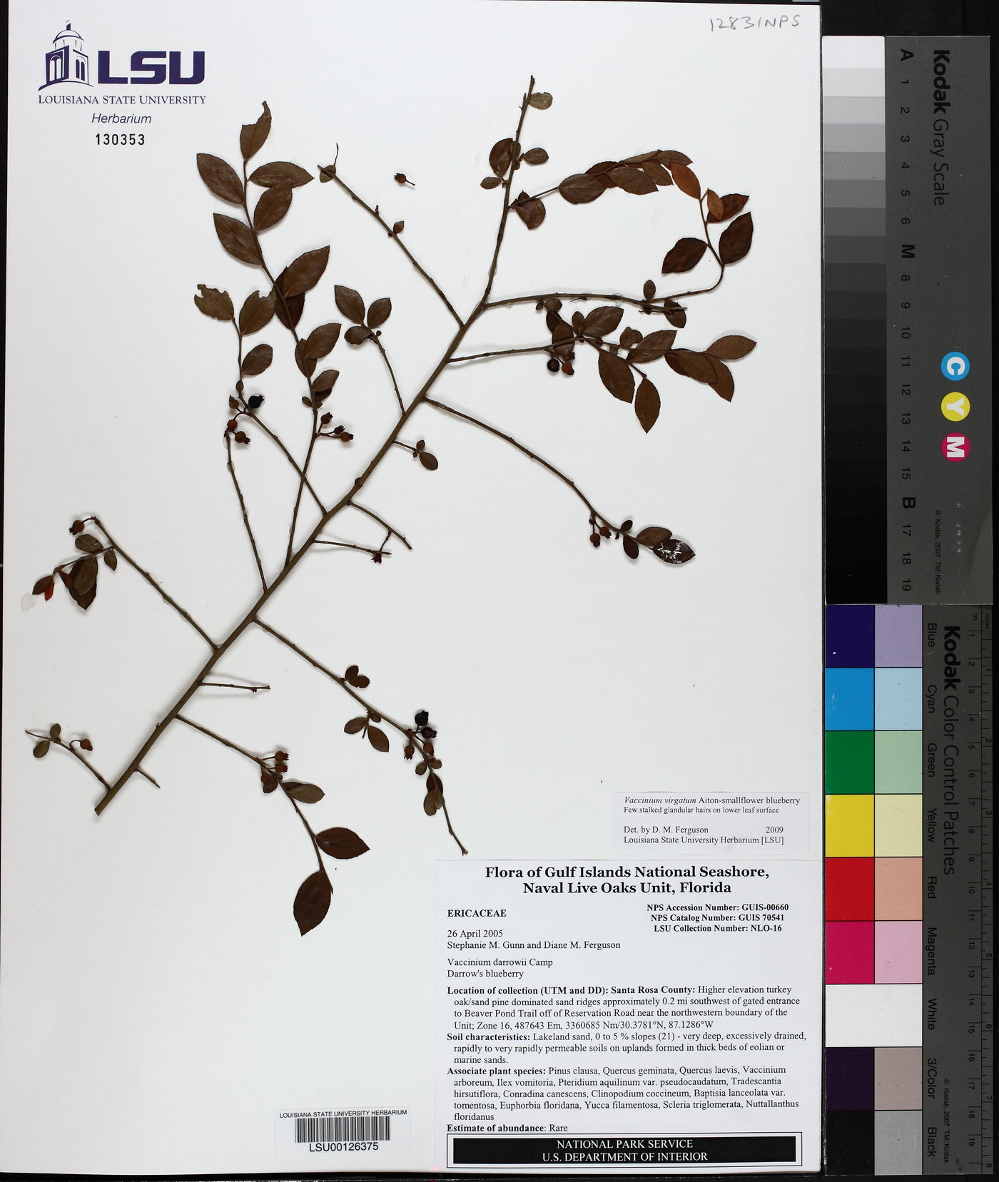 Vaccinium virgatum image