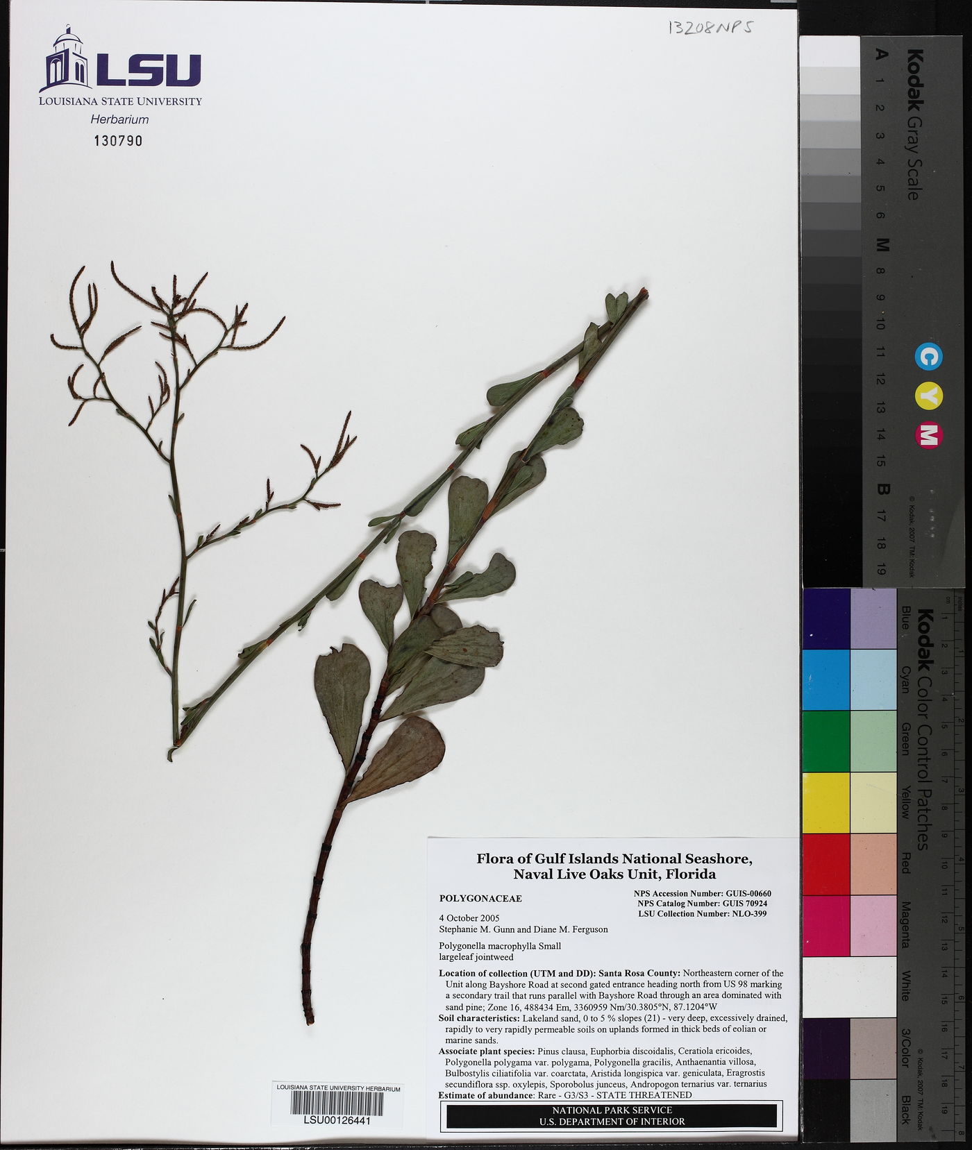 Polygonella macrophylla image