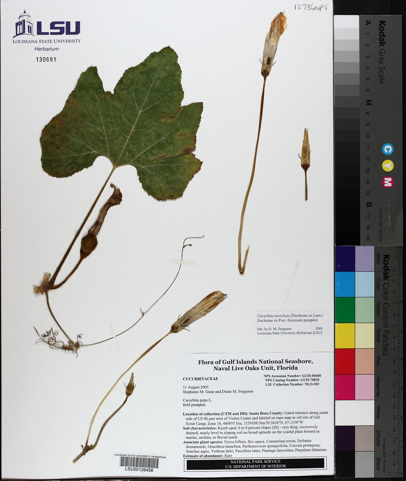 Cucurbita moschata image