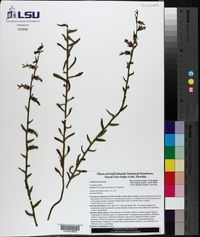 Lobelia brevifolia image