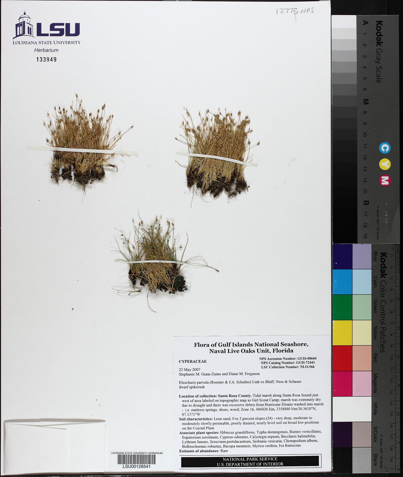 Eleocharis parvula image