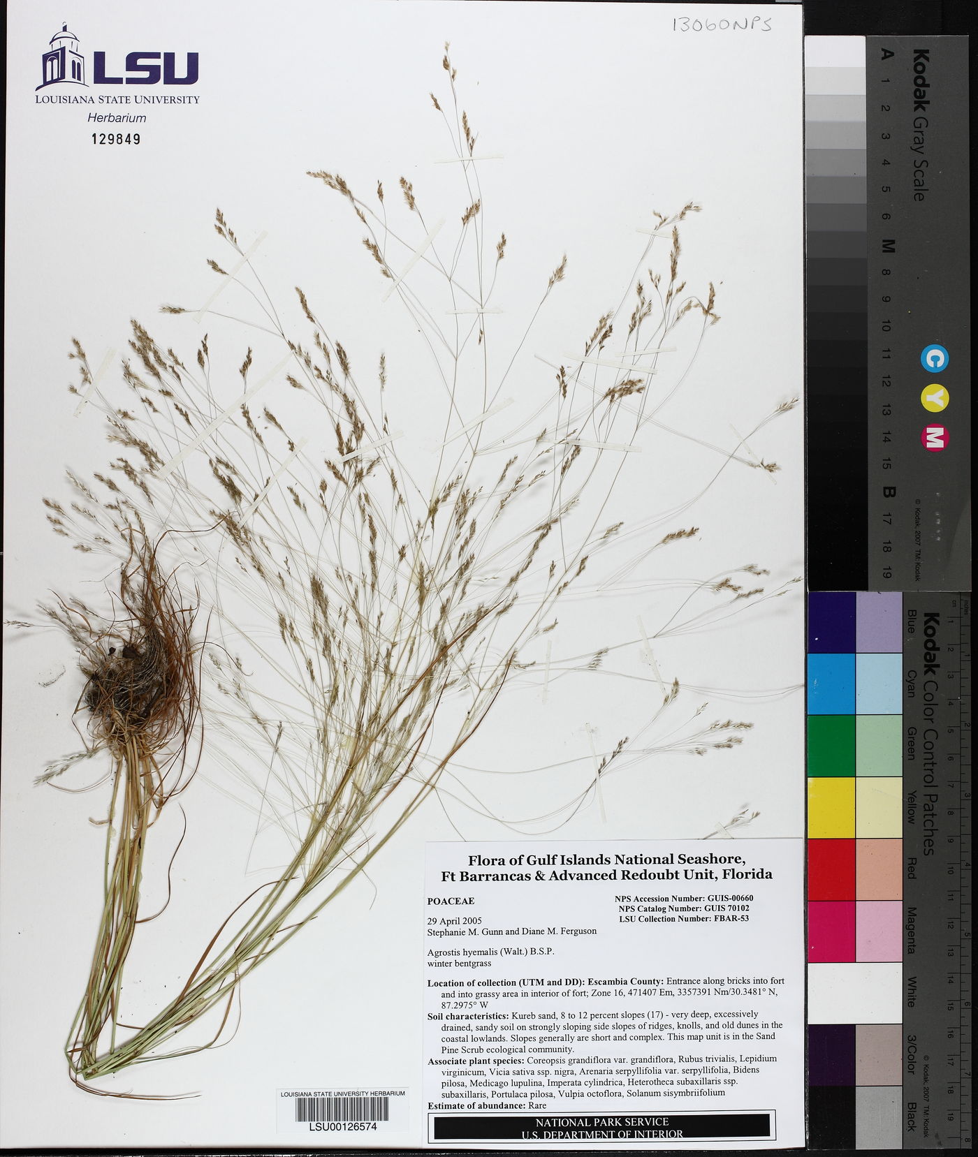 Agrostis image