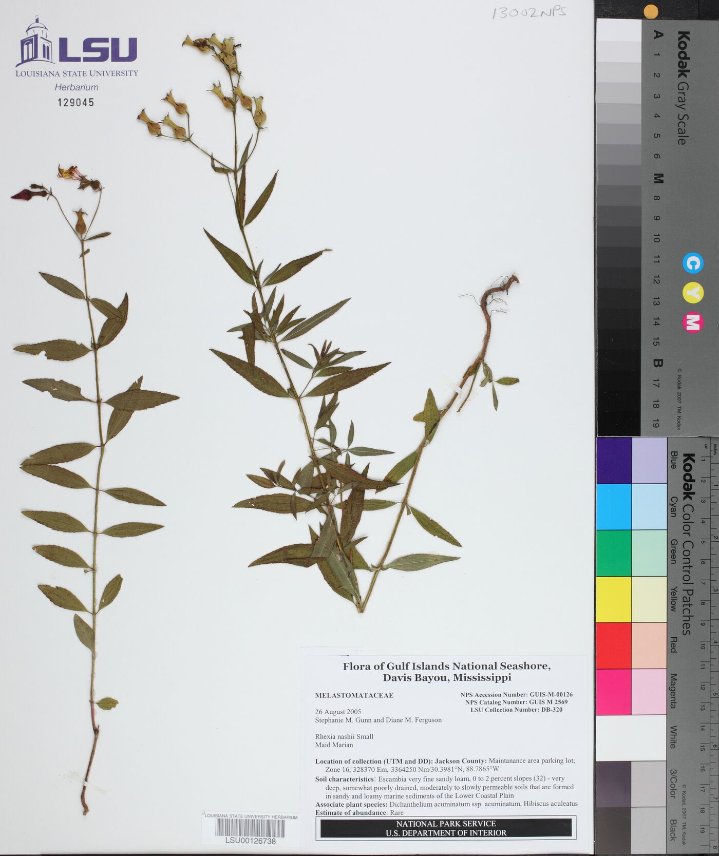 Rhexia nashii image