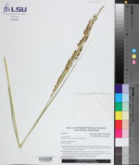 Spartina alterniflora image