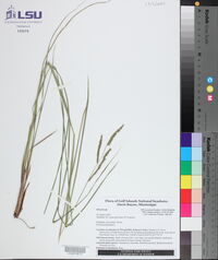 Paspalum plicatulum image