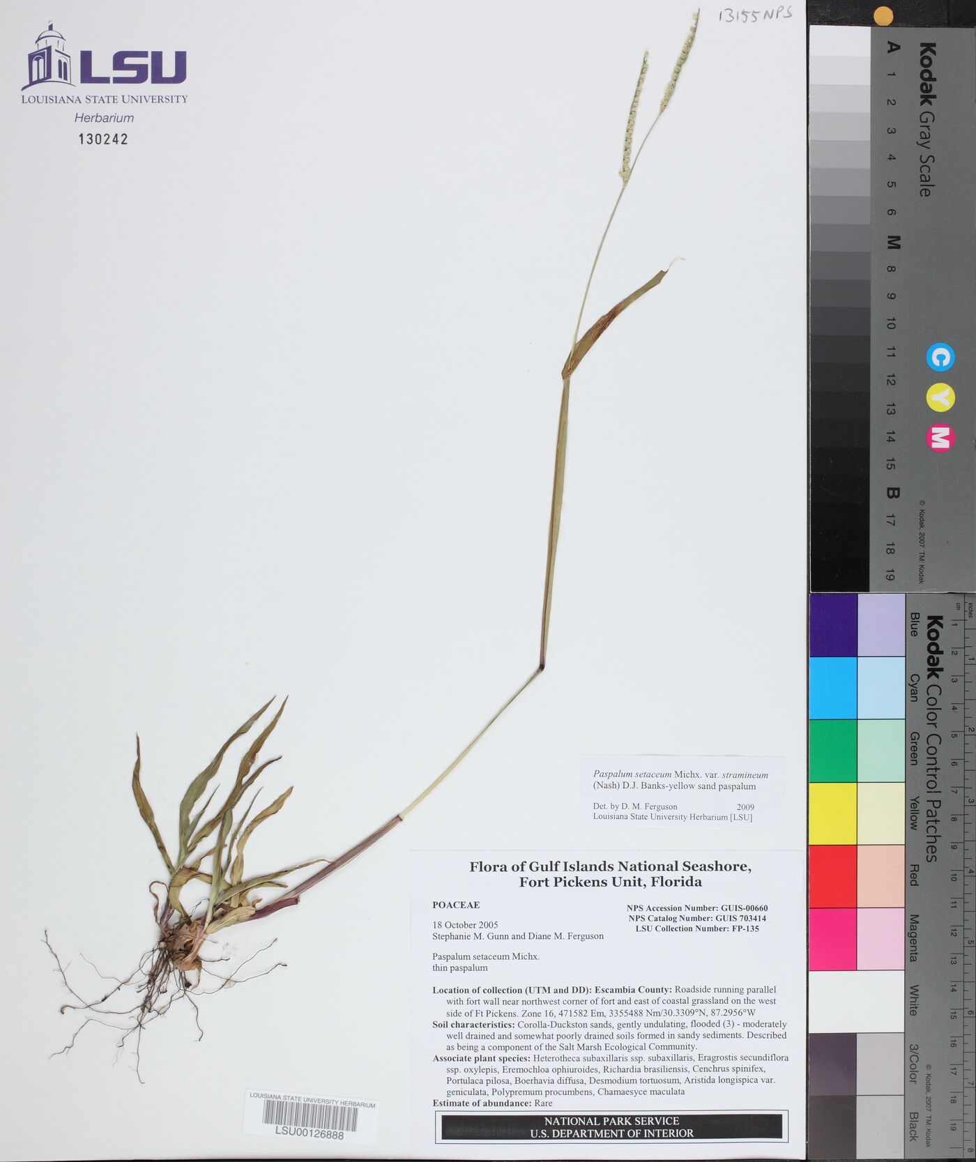 Paspalum setaceum var. stramineum image