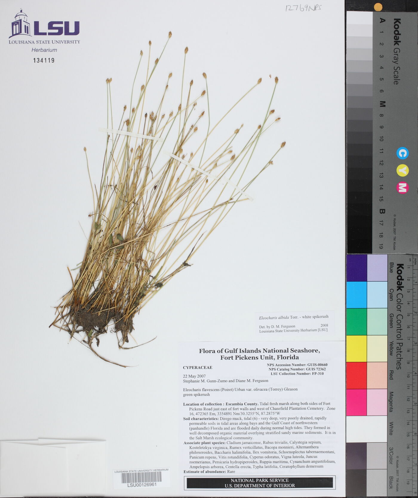 Eleocharis albida image