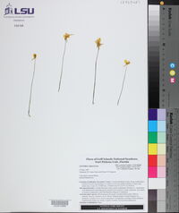 Utricularia cornuta image