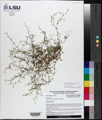 Arenaria serpyllifolia var. tenuior image