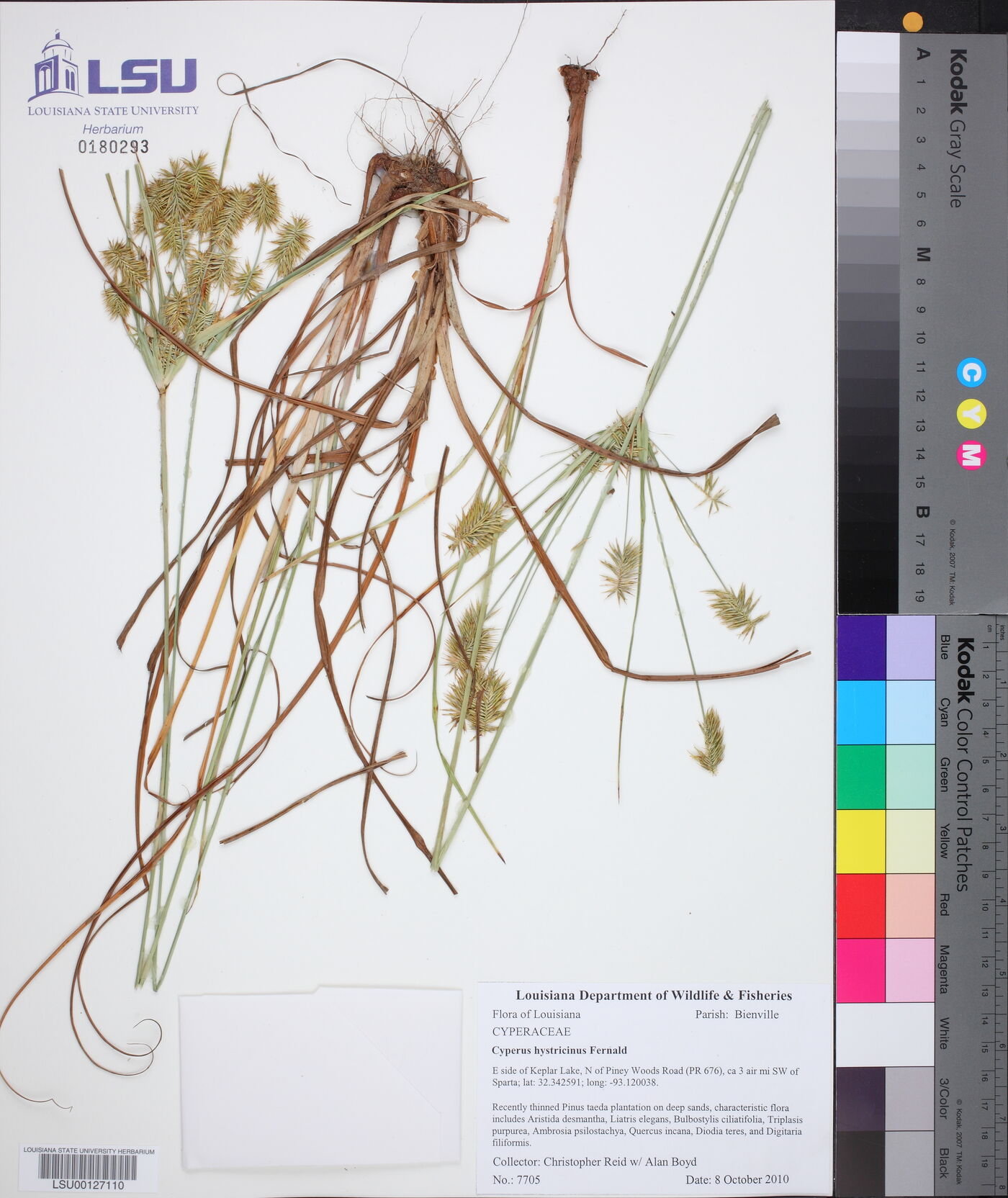 Cyperus hystricinus image