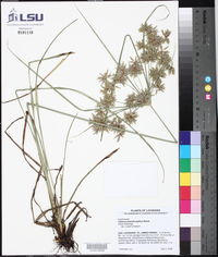 Cyperus pseudovegetus image