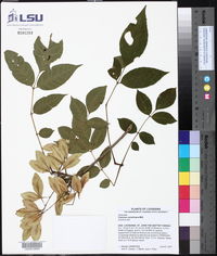 Fraxinus caroliniana image