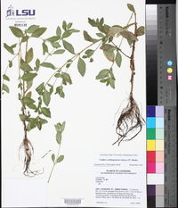 Cuphea carthagenensis image