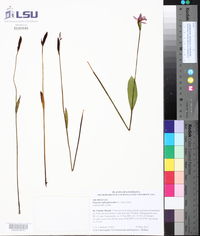 Pogonia ophioglossoides image