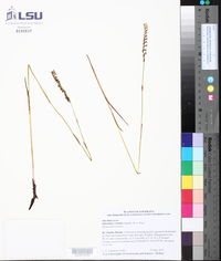 Spiranthes vernalis image