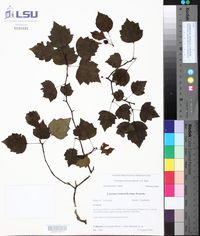 Crataegus pruinosa image