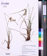 Cyperus retrorsus image