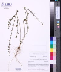 Scutellaria cardiophylla image