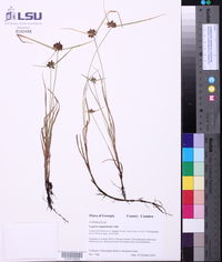 Cyperus sanguinolentus image