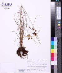 Cyperus ovatus image