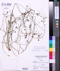 Rhynchospora globularis image