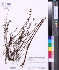Ludwigia linearis image